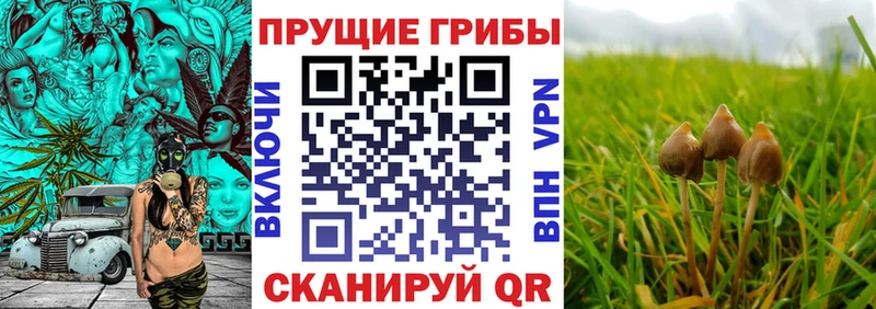 Псилоцибиновые грибы Psilocybe  Купить где  Хасавюрт 